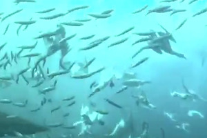 Gannets seen diving underwater. The dives are not without danger - in addition to avoiding crashing into each other, they have to avoid hungry sharks also chasing fish for food. Photo / YouTube