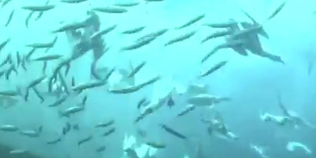Gannets seen diving underwater. The dives are not without danger - in addition to avoiding crashing into each other, they have to avoid hungry sharks also chasing fish for food. Photo / YouTube