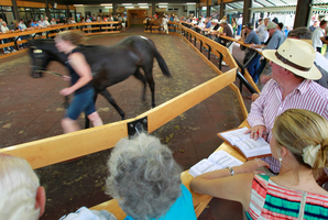 Horses are walked in front of potential buyers during Annual yearling sales held at Karaka. Photo / Steven McNicholl