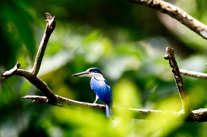The habitat of the collared kingfisher is under threat as vast swathes of rainforest are destroyed. Photo / Jim Eagles