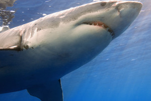 A great white shark attacked the man either before or after he drowned. Photo / Thinkstock