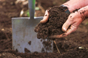 'Plants are only reflections of what's happening beneath the surface of the ground. Gardening is all about soil.' - Justin Newcombe. Photo / NZ Herald