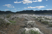 Spiders webs caused by recent flooding. Photo / Supplied 