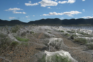 Spiders webs caused by recent flooding. Photo / Supplied