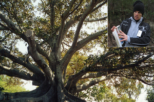 A huge Moreton Bay fig tree at The Golden Door Retreat. Nature walk guide David Ball (inset) points out some of the local birds in his guidebook. Photo / Supplied and Anne Gibson