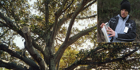 A huge Moreton Bay fig tree at The Golden Door Retreat. Nature walk guide David Ball (inset) points out some of the local birds in his guidebook. Photo / Supplied and Anne Gibson