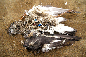 A dead seabird found in the Coromandel. Photo / Supplied