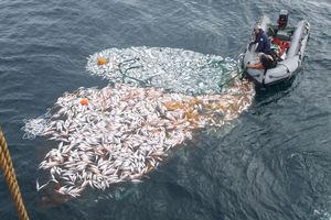 Navy personnel help recover the abandoned five-tonne snapper catch. Photo / Supplied
