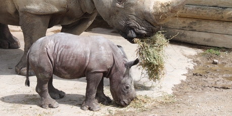 The rhino calf with its mother at Hamilton Zoo. Photo / Supplied