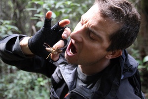 Bear Grylls eating a weta in New Zealand. Photo / Supplied