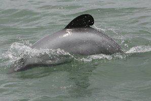 Maui's dolphin. Photo / Glenn Jeffrey