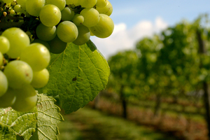 Bad weather, bulk wine sales, volatile exchange rates and fluctuating supply and demand for grapes are all hitting wine growers hard. File photo / NZ Herald