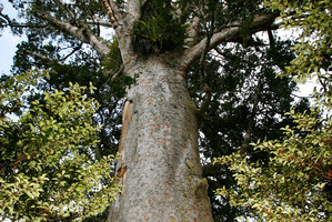 A large Kauri tree. Photo / Greg Bowker