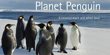 Planet Penguin. Photo / Supplied