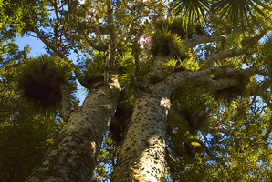 Kauri dieback in the Waitakere Ranges began causing concern about five years ago. Photo / James Shook, Wikimedia