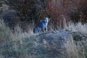 A four-legged resident roams the Montana sanctuary at dusk. Photo / Supplied