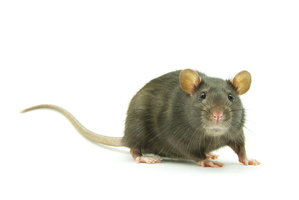 Photo / Thinkstock