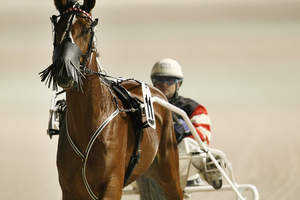 Hamilton horseman Todd Mitchell. Photo / Greg Bowker