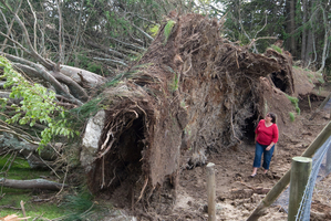 Sheryl Cook is dwarfed by trees the storm ripped from the ground in Rotorua yesterday. Photo / Stephen Parker