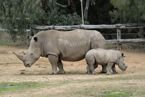 An independent inquiry into captive breeding programmes has been called for after four white rhinos died at Taronga Western Plains Zoo. Photo / Supplied