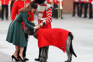 The Duchess of Cambridge attaches a sprig of shamrock to Conmeal, an Irish Wolfhound, the mascot of The Irish Guards, as she attends the St Patrick's Day Parade at the Mons Barracks in England. Photo / AP