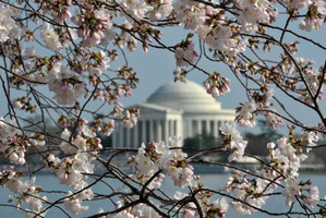Jefferson Memorial is seen through cherry blossom trees on the National Mall in Washington DC.