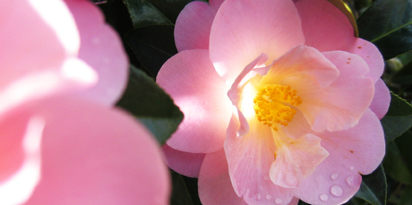 Camellia sinensis is the tea camellia, so you can have your hedge and drink it too. Photo / Supplied