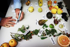 Hobby horticulturist Locky Carmichael inspects exotic fruit at the Auckland Horticulture Centre. Photo / Greg Bowker