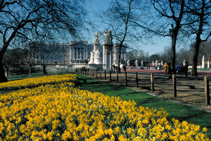 Buckingham Palace is seen across a field of daffodils. Photo / britainonview.com