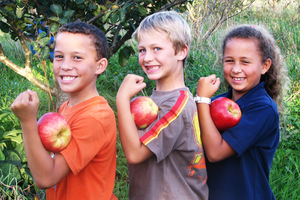 'Monty's Surprise' apples have particularly high levels of antioxidants. Photo / CTCR TRUST