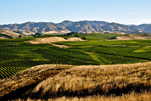 The Tiki vineyards in Marlborough, Waipara and Gibbston Valley, are farmed under the Maori principles of Kaitiakitanga - guardianship, protection and preservation of the land. Photo / Thinkstock