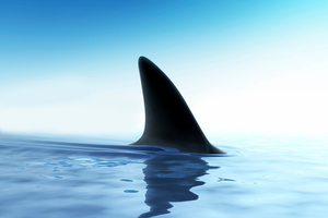 Photo / Thinkstock