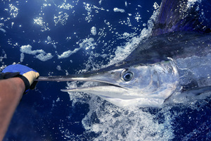 Photo / Thinkstock