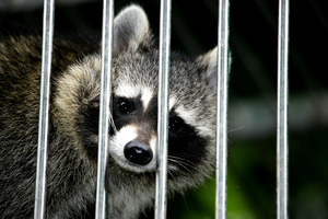 Jerez's town hall has already run out of money to pay municipal employees - the zoo animals' food could be next. Photo / Thinkstock