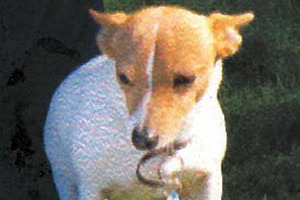 Simba the Jack Russell. Photo / Supplied