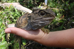 Sixty tuatara are now living in the wild on Motuihe Island. Photo / DOC