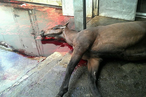 The image that caused an outcry from the public. Photo / Supplied, Facebook