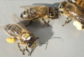 Bees used in the studies were fitted with tags to allow scientists to track them. Photo / Science/AAAS