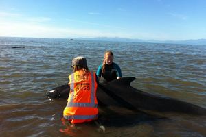 Whales are helped by volunteers at Farewell Spit following a stranding in January. Photo / APN