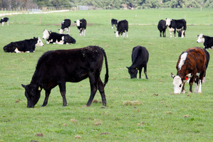 Allied Farmers is a rural services business. Photo / Sarah Ivey
