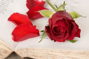 Old poems book and rose