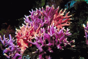 With tropical sea temperatures forecast to rise, it had been feared that all corals might be at risk of bleaching and death. Photo / Thinkstock
