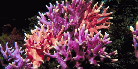 With tropical sea temperatures forecast to rise, it had been feared that all corals might be at risk of bleaching and death. Photo / Thinkstock