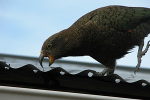 A kea doing what kea do. However there's a fear the bird's natural curiosity for pulling things apart might be elevating poisonous lead levels in their blood. Photo / supplied