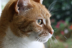 Lily - one of the cats being offered for half-price by a SPCA that has become overwhelmed with animals. Photo / supplied