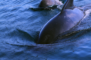 Mammals such as this pilot whale and its calf are being hunted and eaten.
Photo / Getty Images