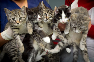 These kittens are among the 482 cats the SPCA is looking after this week. Photo / Natalie Slade