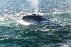 New Zealand's population of Bryde's whales is unique because around 50 of its population can be found on the doorstep of a major city, Auckland. Photo / Supplied