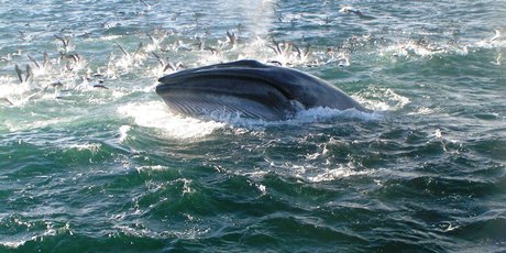 New Zealand's population of Bryde's whales is unique because around 50 of its population can be found on the doorstep of a major city, Auckland. Photo / Supplied