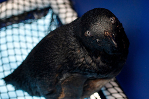 One of the birds that was covered in oil after the Rena spill. Photo / Christine Cornege